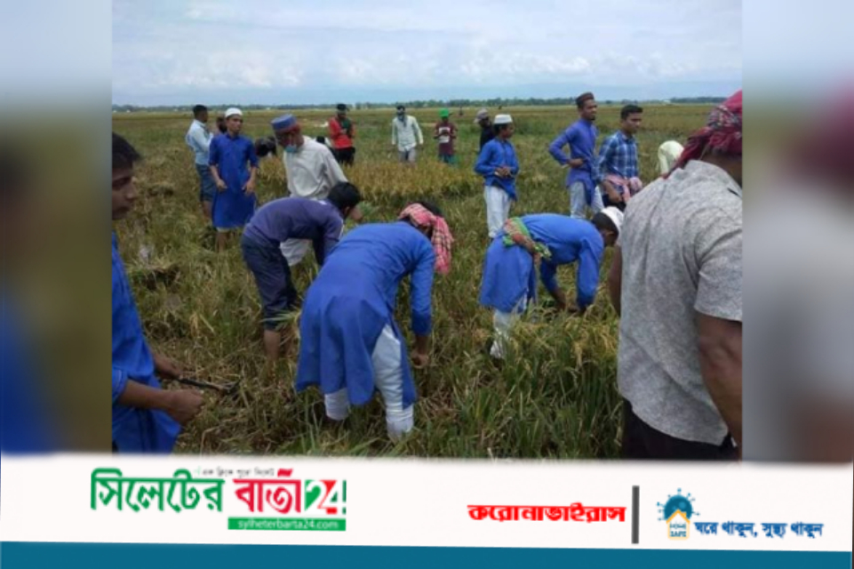 এবার কৃষকের ধান কাটতে কাচি হাতে মাদরাসার ছাত্র-শিক্ষক