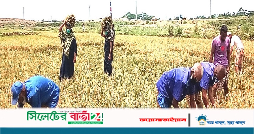 বালাগঞ্জে কৃষকের ধান কাটতে কাচি হাতে গ্রাম পুলিশ