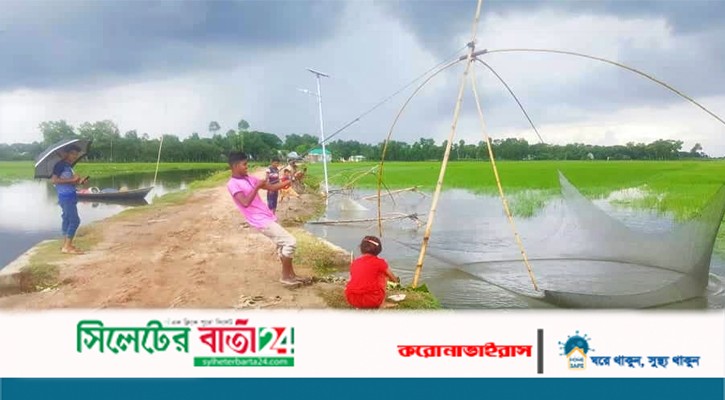 মাধবপুরে কারেন্ট জালে মাছ শিকারের ধুম