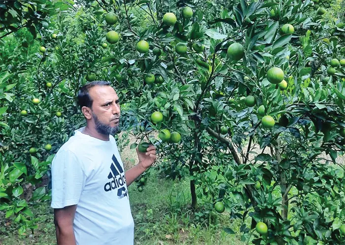 মাল্টা চাষে বড়লেখার জাকিরের বাজিমাত