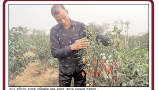 বিদেশ যাচ্ছে গোয়াইনঘাটের নাগা মরিচ