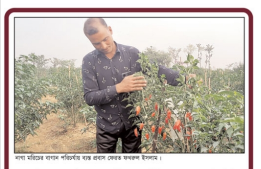 বিদেশ যাচ্ছে গোয়াইনঘাটের নাগা মরিচ