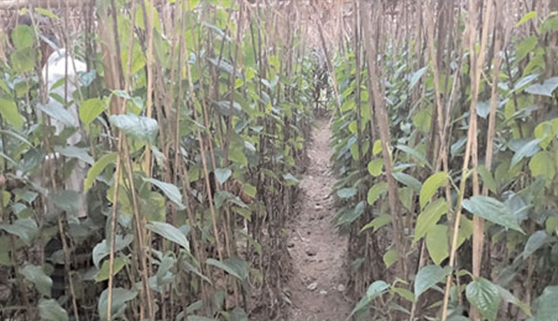 হারিয়ে যাচ্ছে মৌলভীবাজারের বাংলা পান