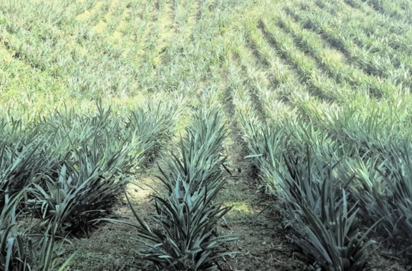 গোলাপগঞ্জে পতিত টিলায় আনারস চাষে সাফল্য