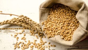 যুক্তরাষ্ট্র থেকে প্রথমবারের মতো গম আমদানি করছে বাংলাদেশ 