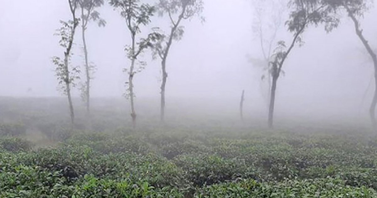 দেশের সর্বনিম্ন তাপমাত্রা শ্রীমঙ্গলে