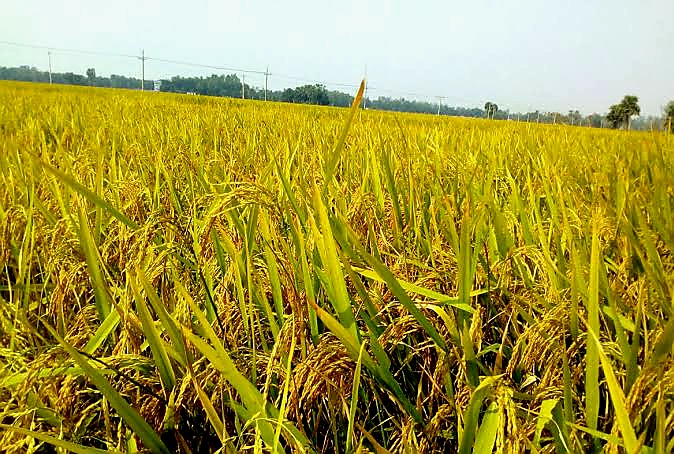 মাঠভরা পাকা ধান, বুকভরা শঙ্কা