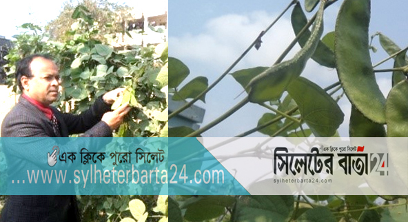 সিকৃবির ১২ মাসি শিম উদ্ভাবন