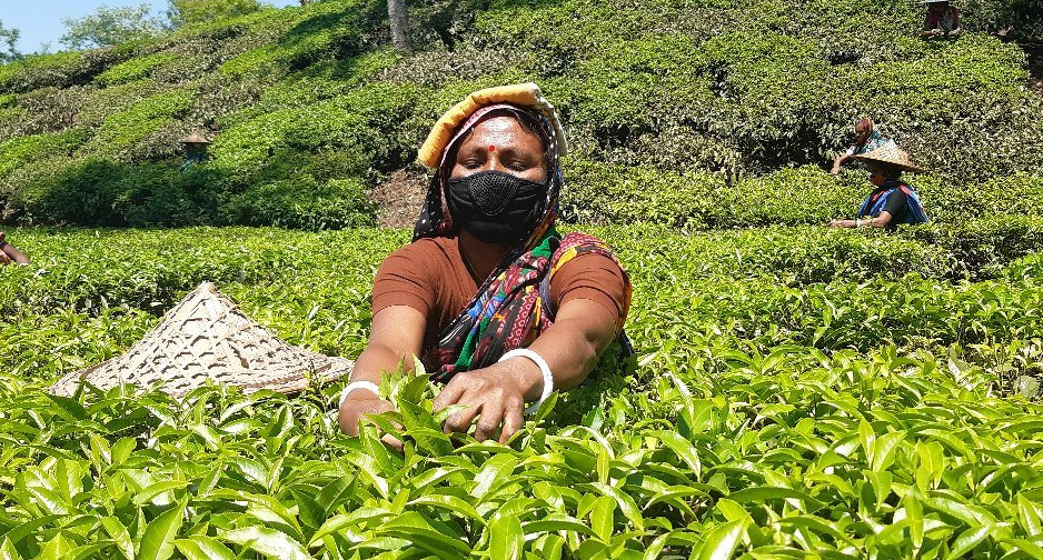 শ্রীমঙ্গলে ৫ মিলিয়ন কেজি বেশী চা উৎপাদন
