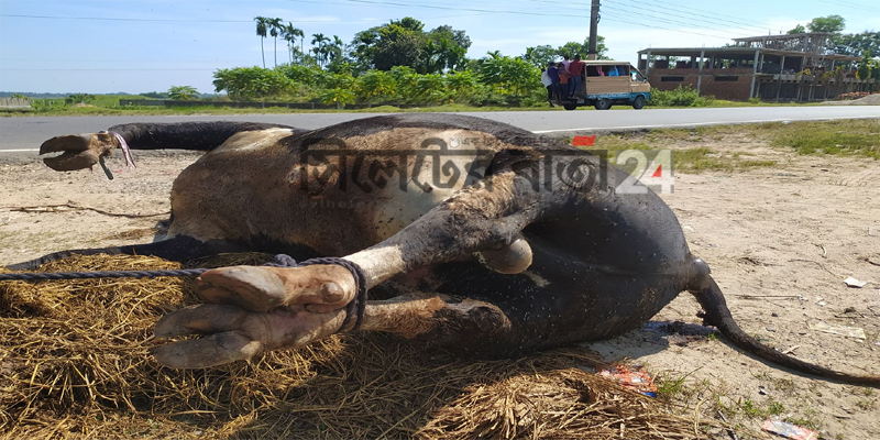 সিলেট-তামাবিল সড়কে পড়ে আছে মরা গরু: দেখার কি কেউ নেই?