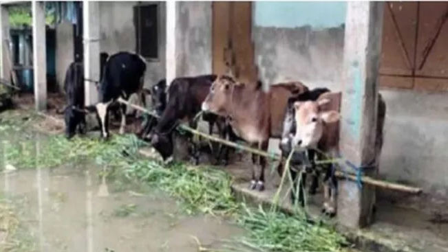 বিয়ানীবাজারে কুরবানীর প্রস্তুতি থমকে আছে