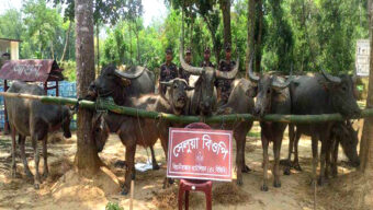 মৌলভীবাজারে আটক ভারতীয় মহিষ নিলামে বিক্রি করলো বিজিবি