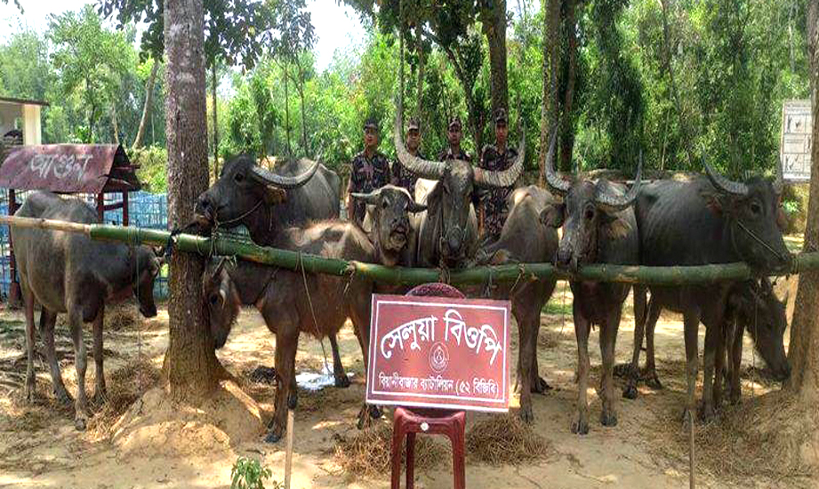 মৌলভীবাজারে আটক ভারতীয় মহিষ নিলামে বিক্রি করলো বিজিবি