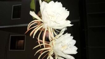 ‘নাইট কুইন’ এক রাতের অতিথি