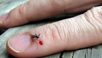 মশার রক্ত লেগে থাকলে কি নামায হয়?