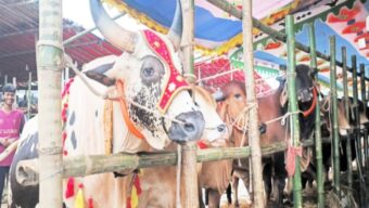 কুরবানীর জন্য প্রস্তুত এক কোটি পশু