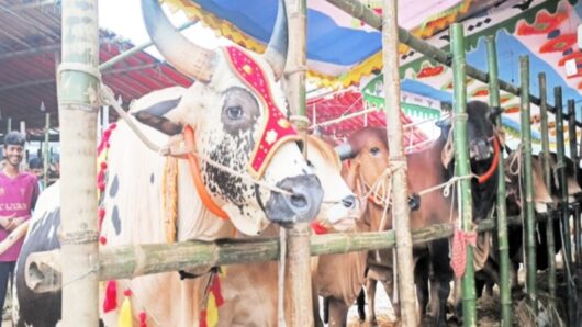 কুরবানীর জন্য প্রস্তুত এক কোটি পশু