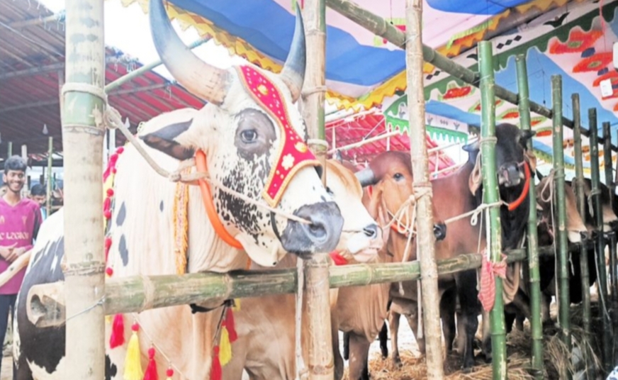 কুরবানীর জন্য প্রস্তুত এক কোটি পশু