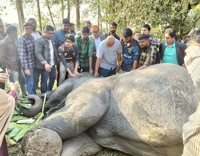 ট্রেনের ধাক্কায় আহত সেই হাতিটি আর বাঁচলো না!