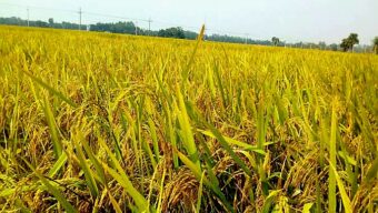 মাঠভরা পাকা ধান, বুকভরা শঙ্কা