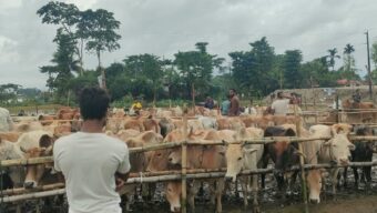 গোয়াইনঘাটে পশুর হাটে অবৈধ গরুর দাপট, দিশেহারা খামারিরা
