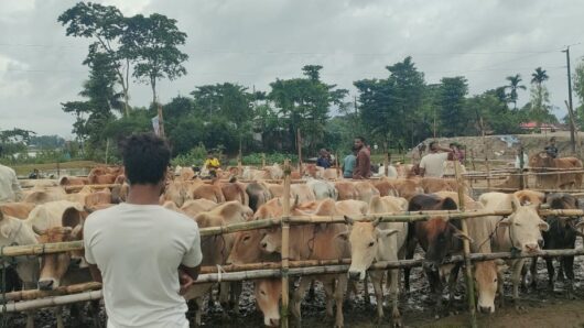 গোয়াইনঘাটে পশুর হাটে অবৈধ গরুর দাপট, দিশেহারা খামারিরা