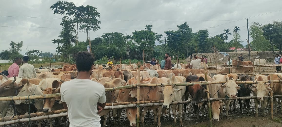 গোয়াইনঘাটে পশুর হাটে অবৈধ গরুর দাপট, দিশেহারা খামারিরা