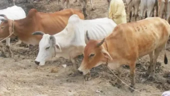 এবার সিলেট থেকে কুরবানির গরু ছিনতাই