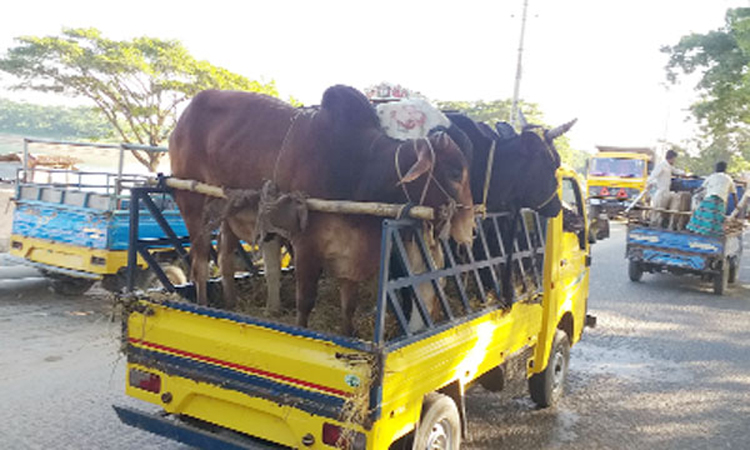 ইন্ডিয়ান গরুর দখলে সিলেটের বাজার, খামারিদের মাথায় হাত