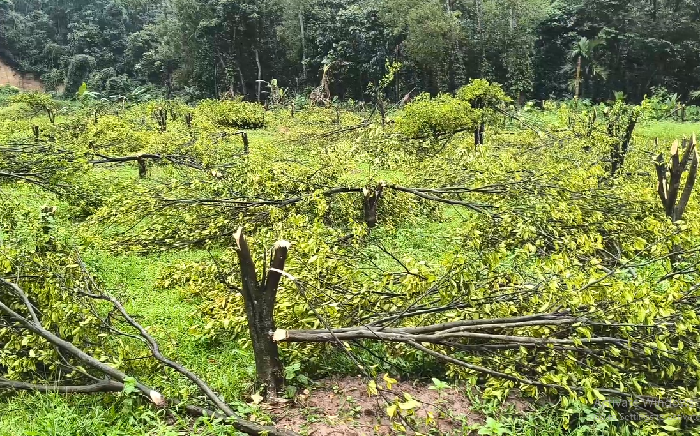১২শ’ কমলা গাছ কাটার অভিযোগ বন বিভাগের বিরুদ্ধে