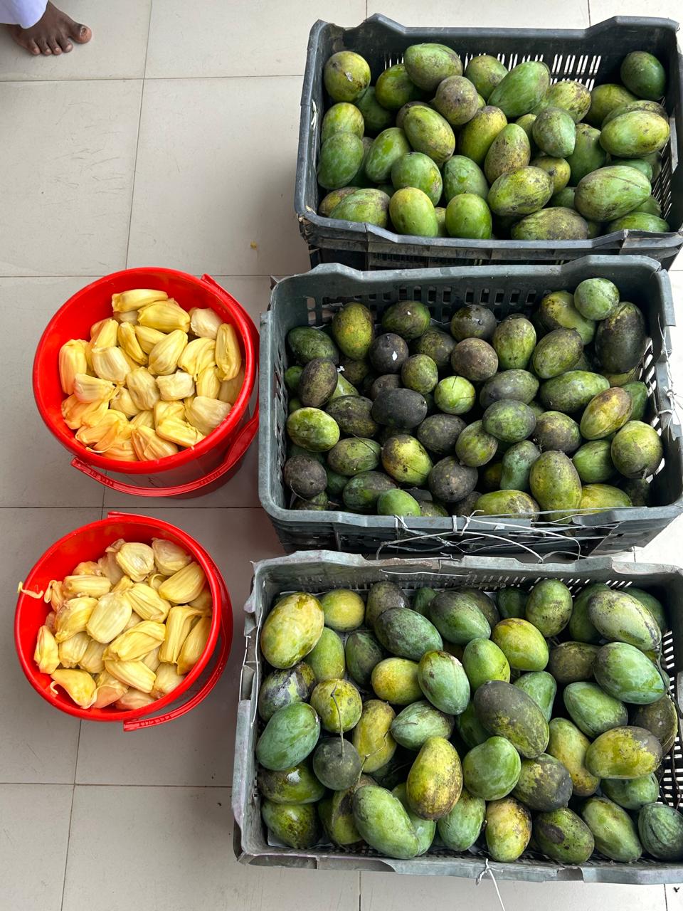 মাদরাসা ছাত্রদের মৌসুমি ফল আপ্যায়ন করালো নাসীহা ফাউন্ডেশন 