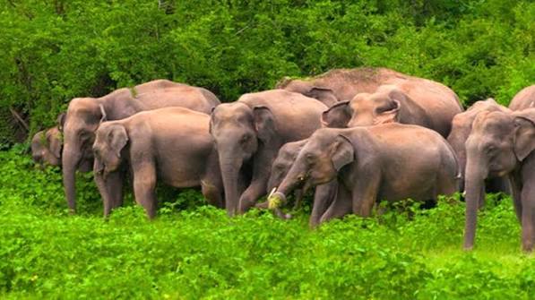 টমেটো খেয়ে ১৫ হাতির মৃত্যু