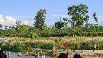 পর্যটকদের কাছে টানছে কাশবন
